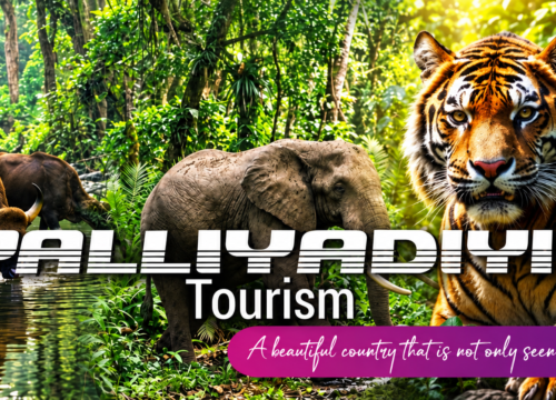 Elephant Activities in Thekkady: What to Know Before You Visit